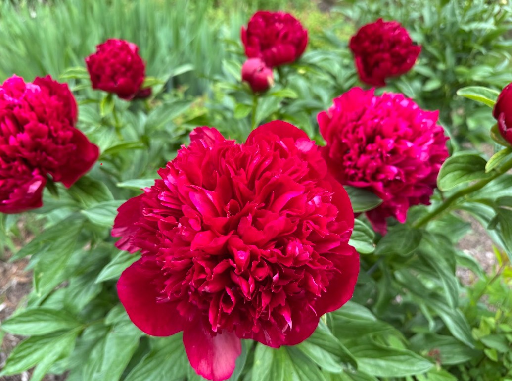 Peonies